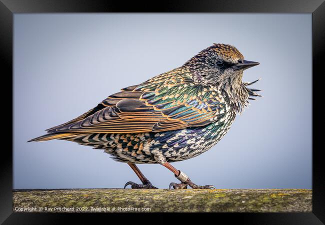 Starling  Framed Print by Ray Pritchard