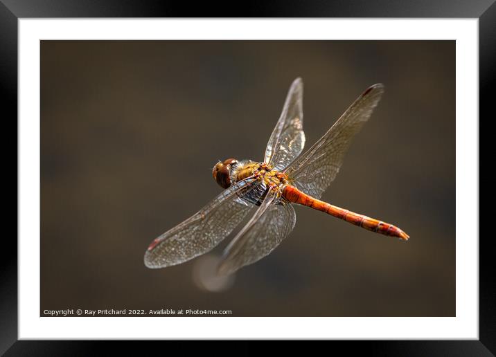 Common Darter in Flight Framed Mounted Print by Ray Pritchard