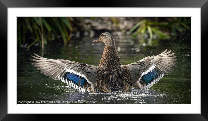 Mallard with Wings Spread Framed Mounted Print by Ray Pritchard