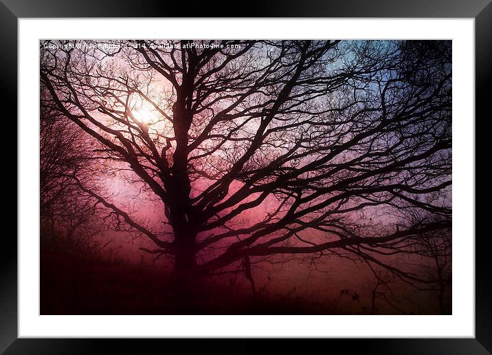 Tree in the Mist Framed Mounted Print by Ray Pritchard