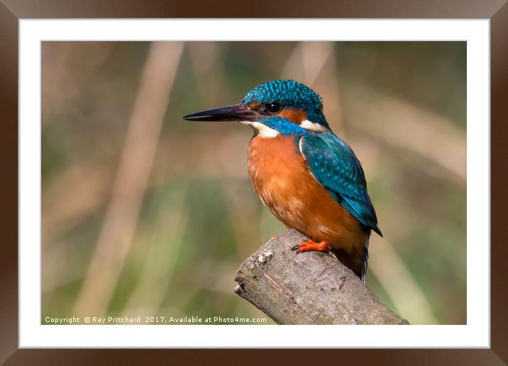 Kingfisher Framed Mounted Print by Ray Pritchard