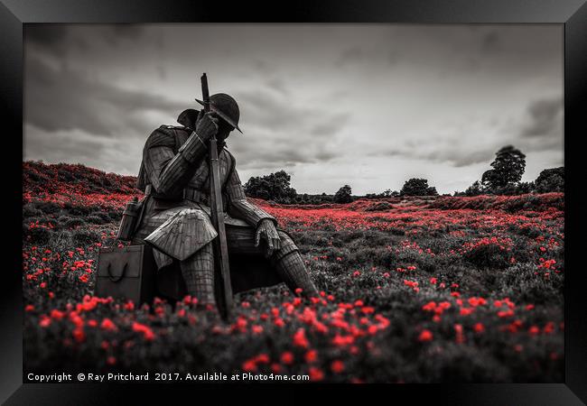Tommy 1101 in Poppy Field Framed Print by Ray Pritchard