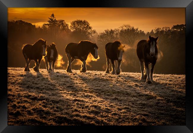 Clydesdale Sunrise Framed Print by Willie Cowie