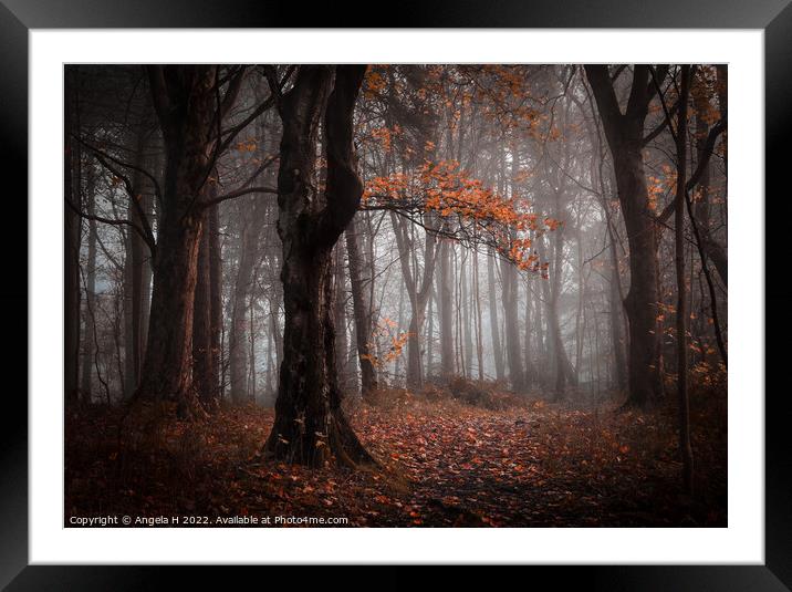 Foggy Forest Framed Mounted Print by Angela H
