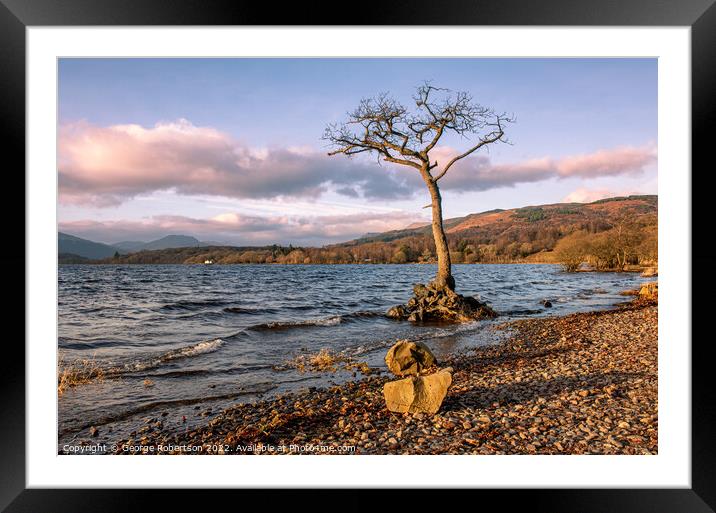 Evening light on a lone tree Framed Mounted Print by George Robertson