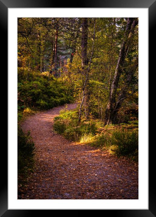 Pathway in the woods of Glen Affric Framed Mounted Print by George Robertson