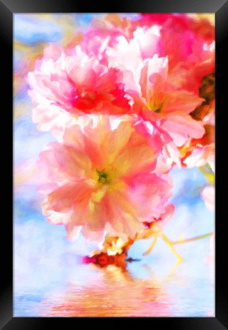 Cherry blossoms on the water  Framed Print by Dagmar Giers