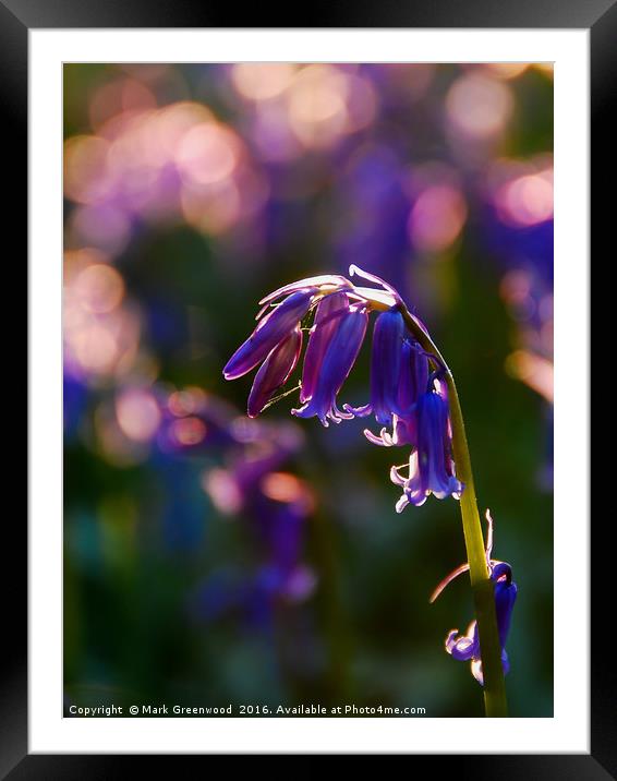 Bluebell Heart Framed Mounted Print by Mark Greenwood