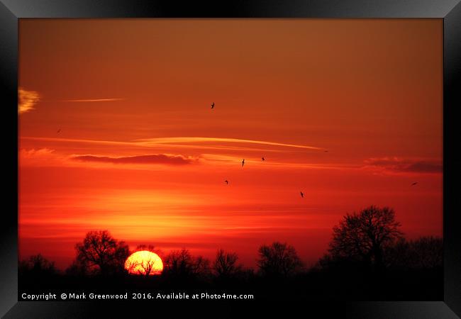 Birds Soaring at Sunset Framed Print by Mark Greenwood