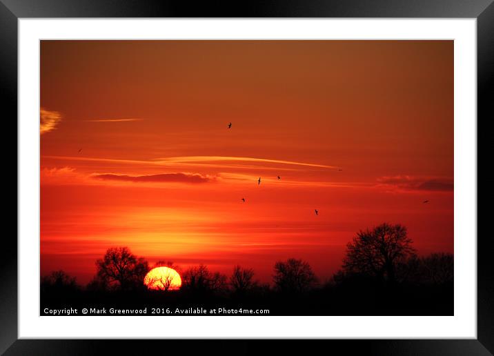 Birds Soaring at Sunset Framed Mounted Print by Mark Greenwood