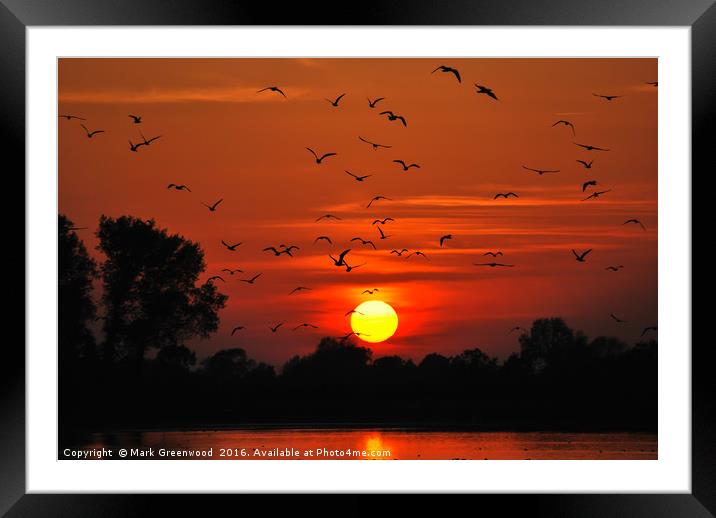 Sunset Flight at Wilstone Reservoir Framed Mounted Print by Mark Greenwood