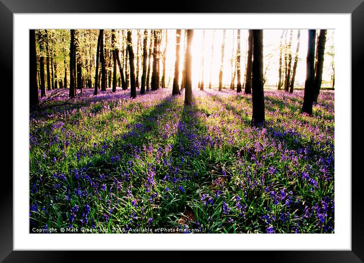 Enchanting Bluebell Forest Framed Mounted Print by Mark Greenwood