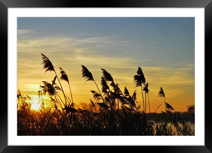 Bullrushes at Sunset Framed Mounted Print by Mark Greenwood