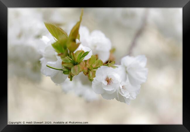 Cherry Blossom Framed Print by Heidi Stewart