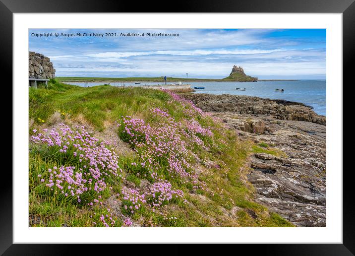 Sea thrift on shoreline, Holy Island Framed Mounted Print by Angus McComiskey