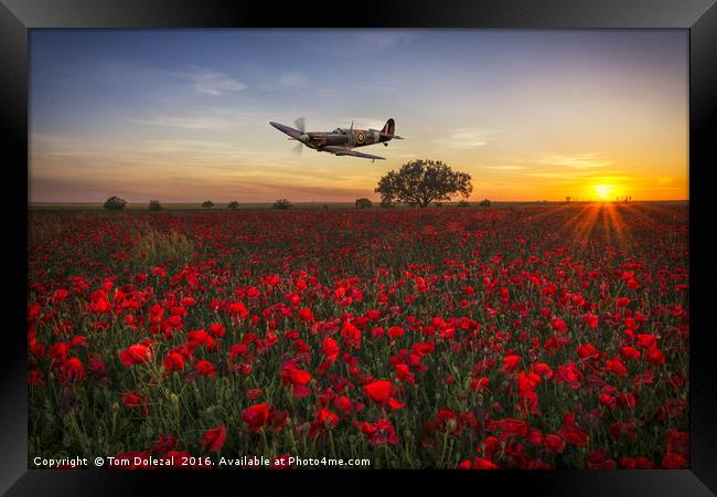 Spitfire over a field of poppies. Framed Print by Tom Dolezal