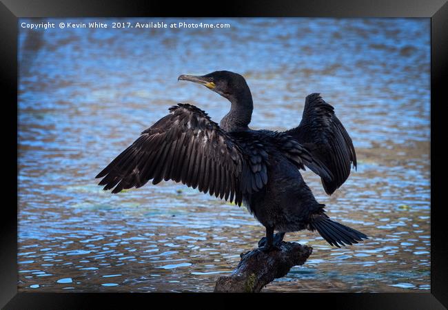 Cormorant spreading wings Framed Print by Kevin White