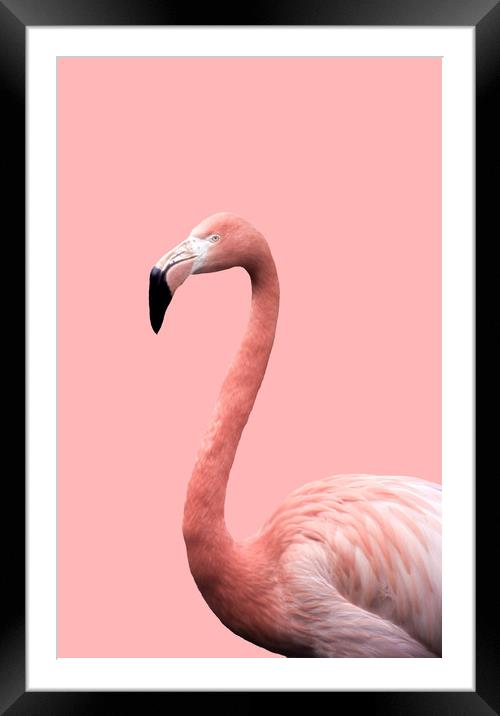 Flamingo in Pink Framed Mounted Print by Linda Cooke