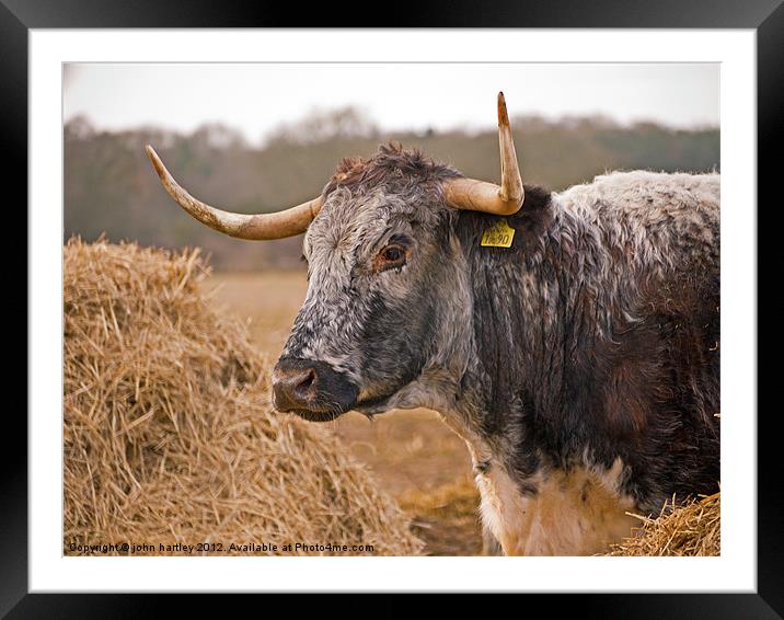 Long Horn Cattle in Norfolk Framed Mounted Print by john hartley