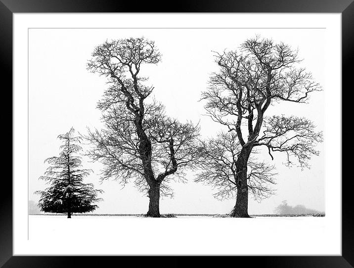 Tree Structure - Three Trees silhouetted  against  Framed Mounted Print by john hartley