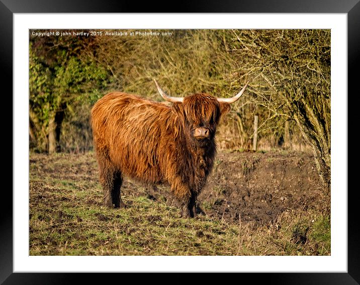 Highland Cattle with Muddy feet #1 Framed Mounted Print by john hartley