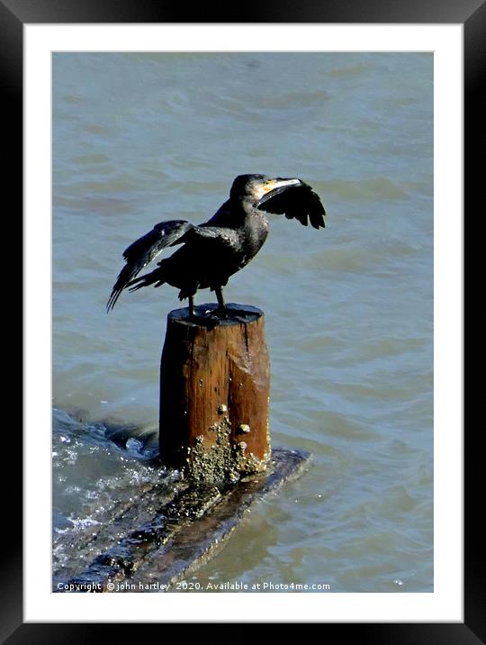 Ready to Dive? Cormorant  perched with Wings outst Framed Mounted Print by john hartley