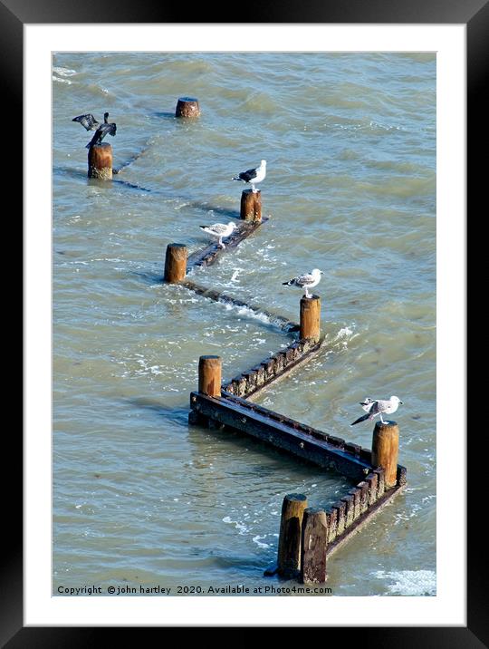 Four Gulls ...and a Cormorant! Framed Mounted Print by john hartley