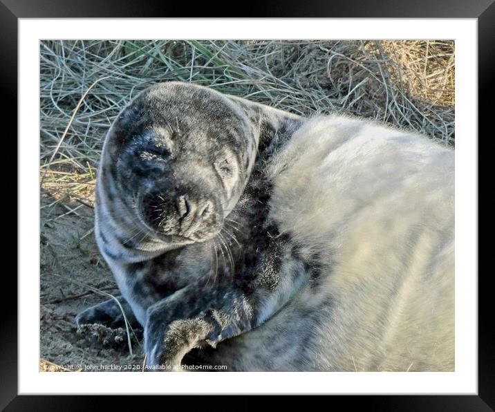 Baby Seal on Horsey Beach Norfolk basking in the s Framed Mounted Print by john hartley