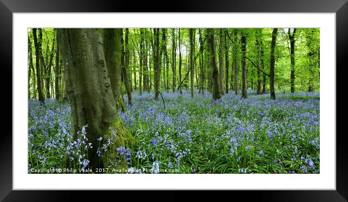 Bluebells at Coed Cefn Nature Reserve, Crickhowell Framed Mounted Print by Philip Veale