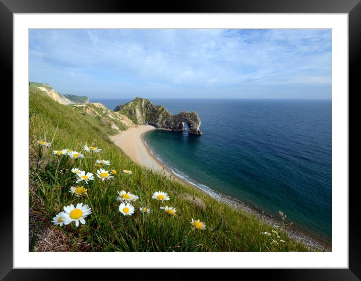 Durdle Daisies Framed Mounted Print by David Neighbour