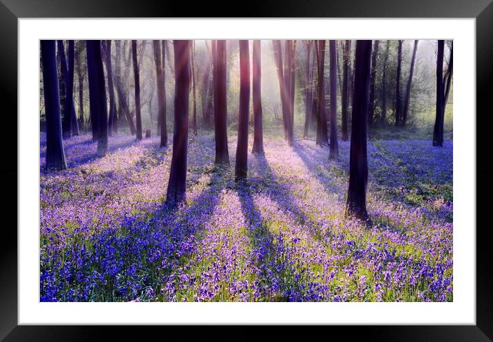Morning in a Bluebell Wood Framed Mounted Print by David Neighbour