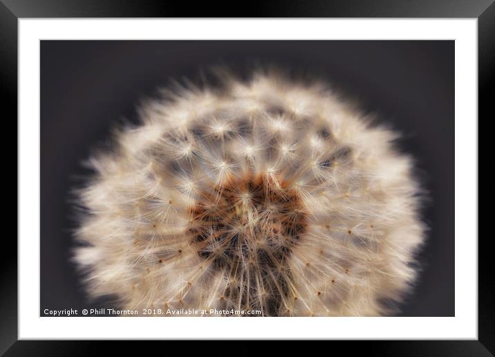 Close up of a Dandelion head. Framed Mounted Print by Phill Thornton