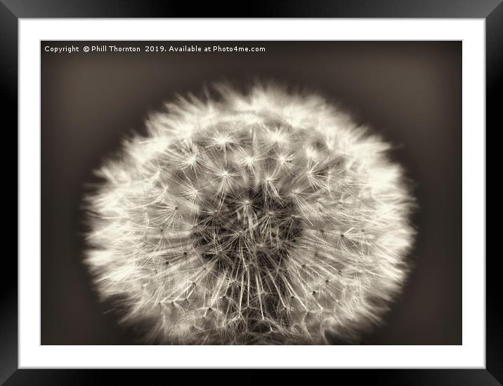 Close up of a Dandelion head No. 2 (B&W) Framed Mounted Print by Phill Thornton