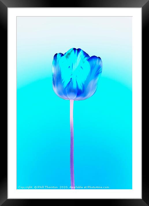 Negative of  single beautiful variegated tulip Framed Mounted Print by Phill Thornton