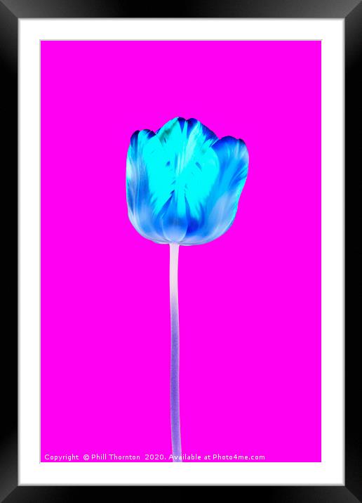 Negative of  single beautiful variegated tulip No. Framed Mounted Print by Phill Thornton