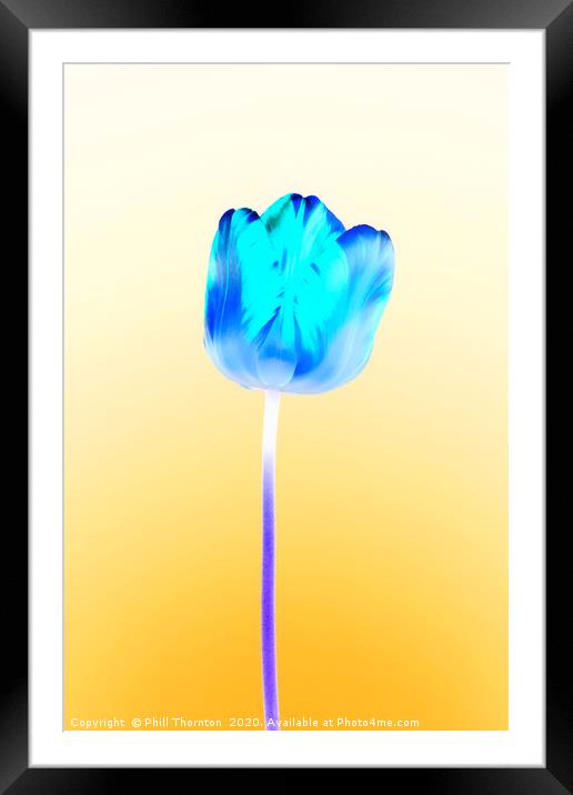 Negative single beautiful variegated blue tulip Framed Mounted Print by Phill Thornton