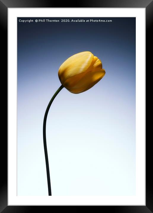 A single beautiful yellow tulip flower  Framed Mounted Print by Phill Thornton
