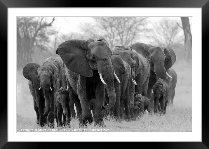 Elephant family led by matriarch Framed Mounted Print by Steve Adams