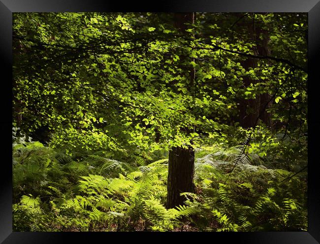 Sunlit Beech woodland Framed Print by Simon Johnson