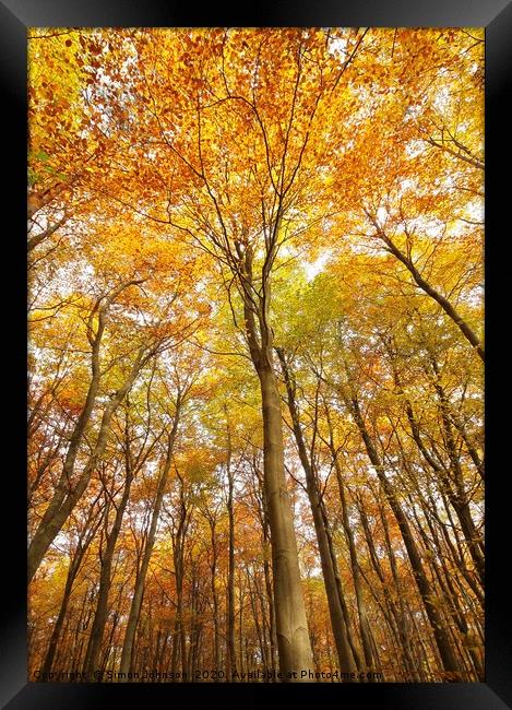 Autumn tree profile Framed Print by Simon Johnson