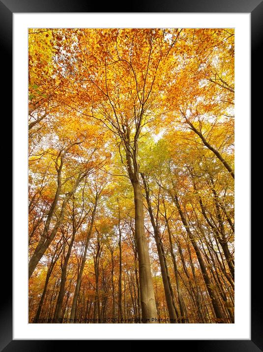 Autumn tree profile Framed Mounted Print by Simon Johnson