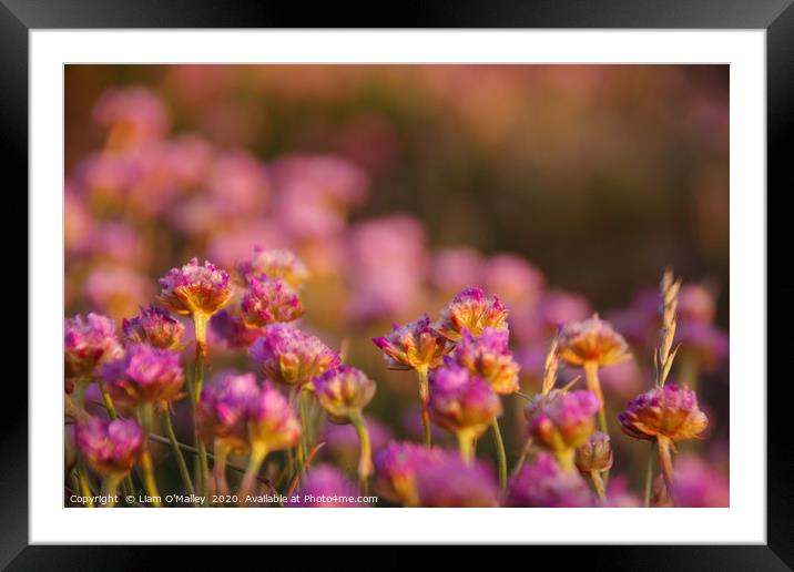 Pink Thrift Flowers in the Evening Sun Framed Mounted Print by Liam Neon