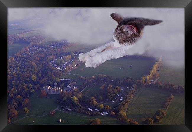 Charlie - Super cat  Framed Print by David Turnbull