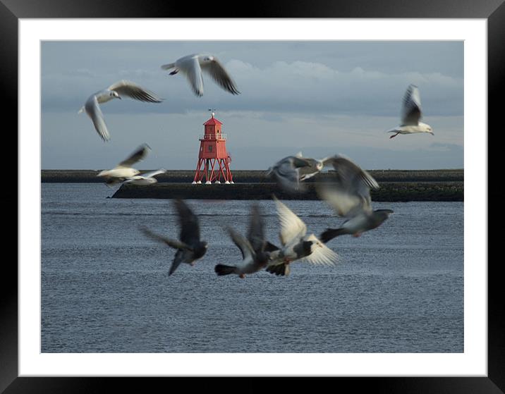 Gulls and Harbour light  041207  Framed Mounted Print by David Turnbull