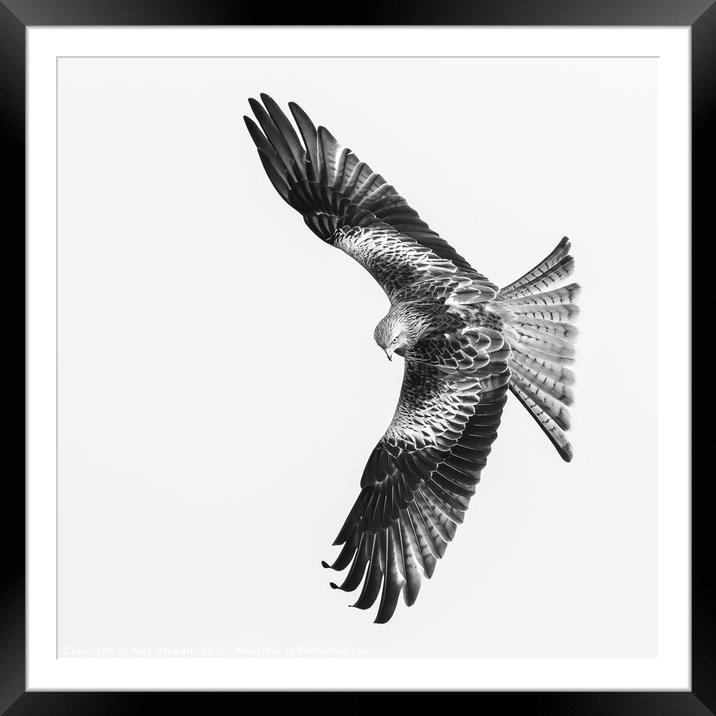 Red Kite in Mono Framed Mounted Print by Alec Stewart