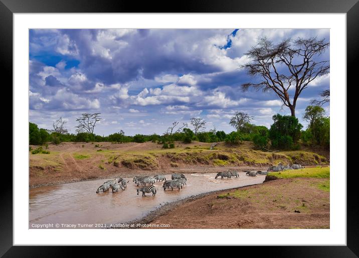 Zebra Crossing - Pausing for a drink in Kenya Framed Mounted Print by Tracey Turner