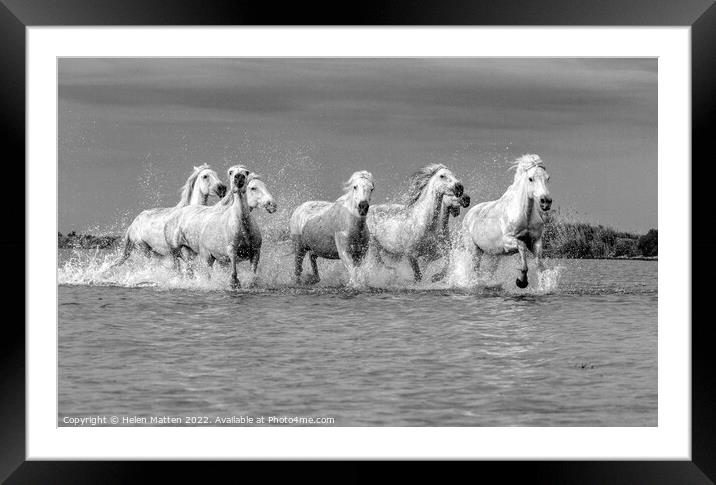 Camargue Wild White Horse in the Marshes 2 BW Framed Mounted Print by Helen Matten