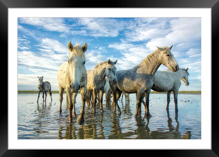 Inquisitive Horses 2 Framed Mounted Print by Helen Matten