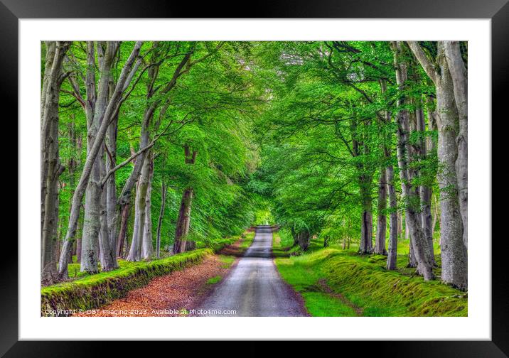 Beech Tree Avenue Green Aisle Country Road  Framed Mounted Print by OBT imaging