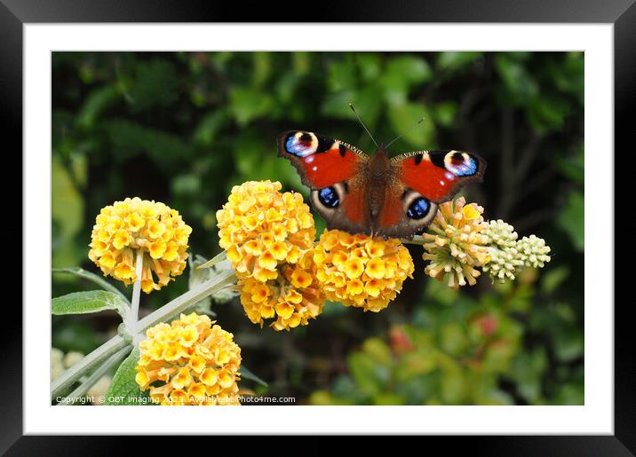 Peacock Butterfly & Yellow Buddleia Framed Mounted Print by OBT imaging